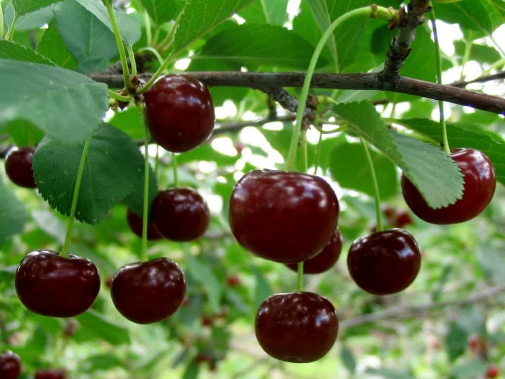 Плодовое дерево с сочными ягодками