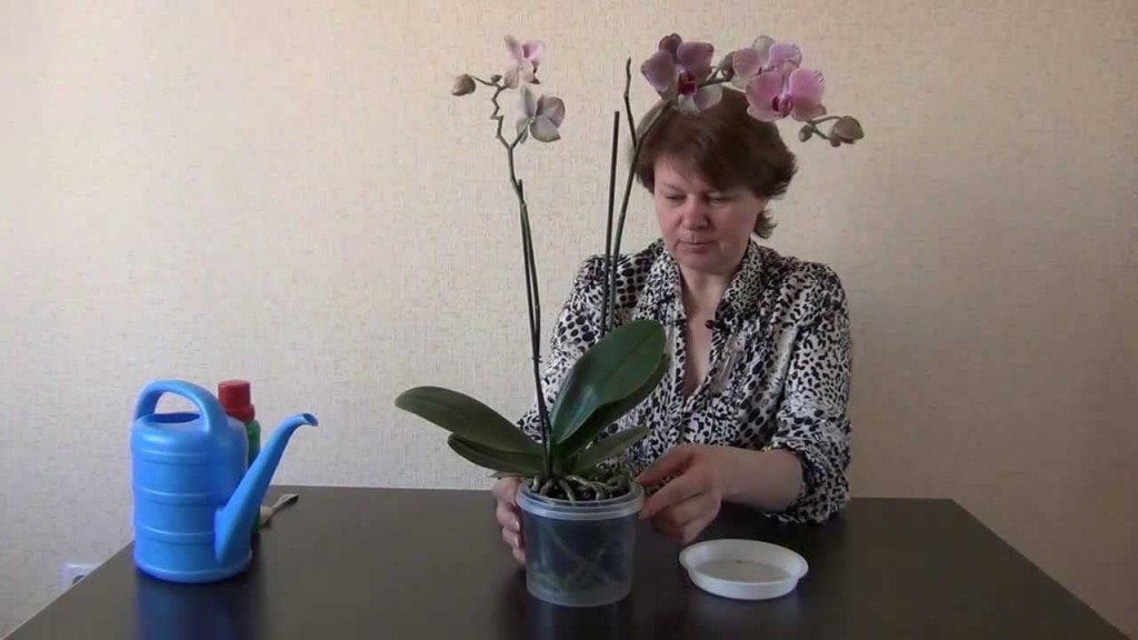Процесс удобрения орхидеи