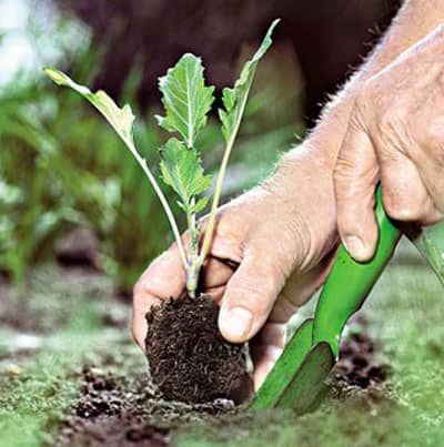 Выращивание овоща: пересадка и внесение в почву полезных веществ