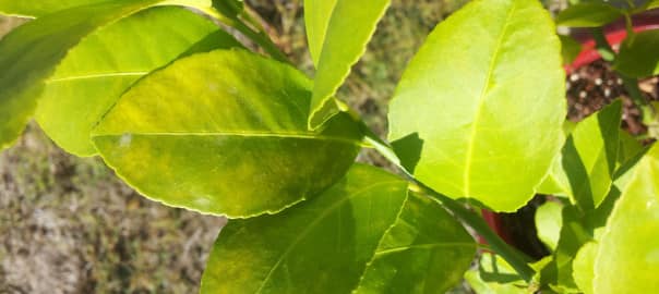 Ошибки выращивания цитрусовых: желтая листва
