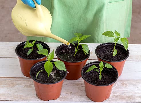 5 простых рецептов 5 простых рецептов