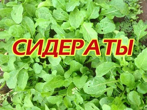 лучший сидерат для моркови. Смотреть фото лучший сидерат для моркови. Смотреть картинку лучший сидерат для моркови. Картинка про лучший сидерат для моркови. Фото лучший сидерат для моркови