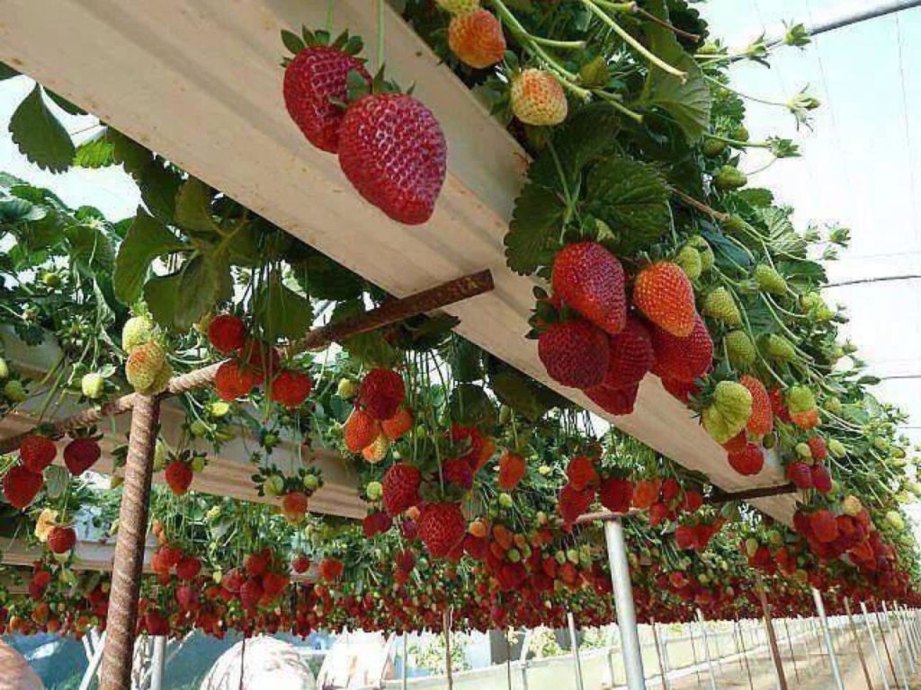 Цвет поликарбоната для клубники. %D0%BA%D0%B0%D1%80%D1%82%D0%B8%D0%BD%D0%BA%D0%B0 4 min 2. Цвет поликарбоната для клубники фото. Цвет поликарбоната для клубники-%D0%BA%D0%B0%D1%80%D1%82%D0%B8%D0%BD%D0%BA%D0%B0 4 min 2. картинка Цвет поликарбоната для клубники. картинка %D0%BA%D0%B0%D1%80%D1%82%D0%B8%D0%BD%D0%BA%D0%B0 4 min 2. Вкус домашней клубники не сравнить с покупной. Да и качество гигантских ягод на прилавке вызывает сомнение. А цена, даже в июне, доступна не каждому. Клубника в теплице из поликарбоната – прекрасная альтернатива для владельцев приусадебных участков. Вырастить сочную и вкусную ягоду на даче по силам каждому. Зная правила выращивания клубничных растений в теплице, можно в первый же год получить обильный урожай.