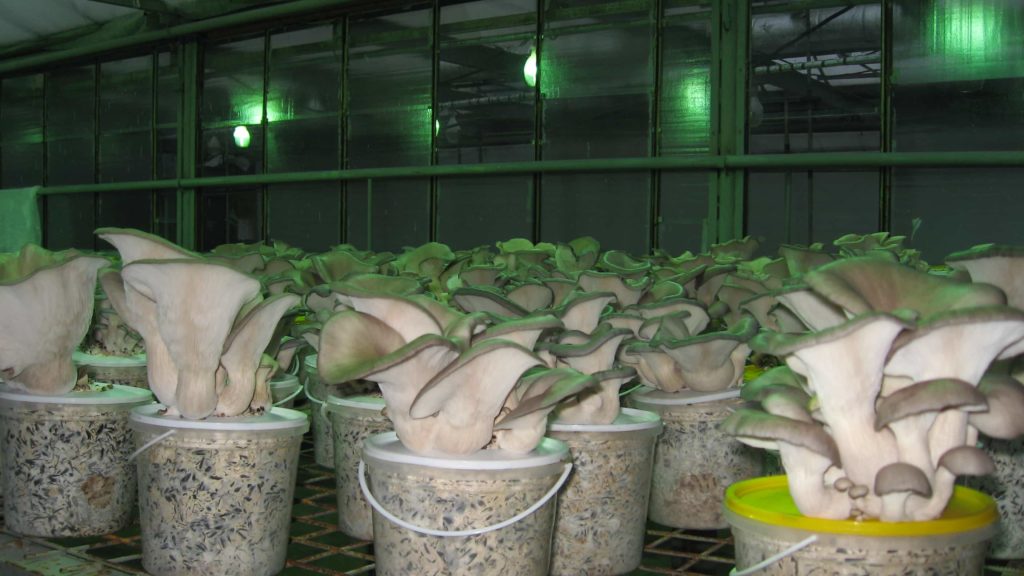 Как выращивать грибы вешенки в теплице в мешках зимой?