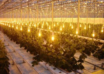 Выращивание клубники в теплице: возможности и основные моменты данного процесса
