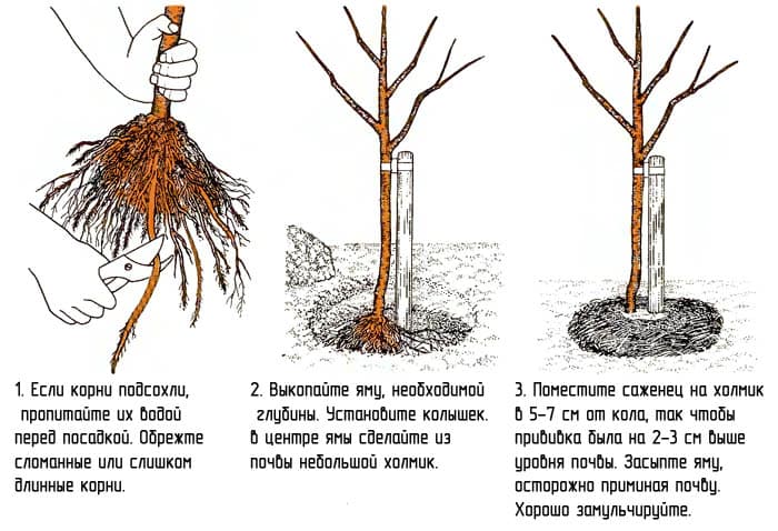 Основные принципы посадка плодового дерева
