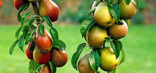 Правильный уход за фруктовым садом – залог отличного урожая