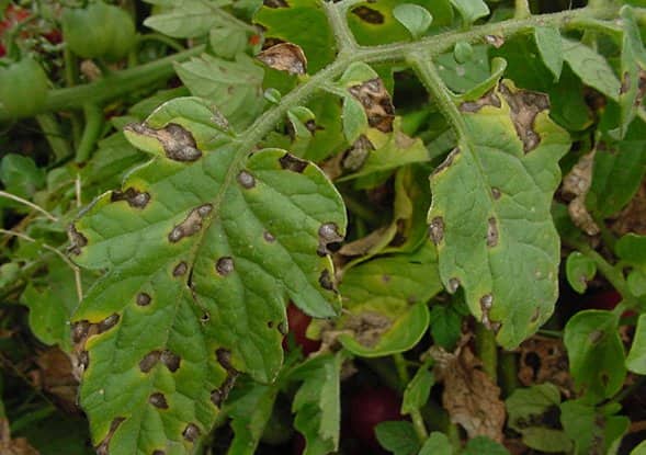 Пятна на листьях у томатов – признак дефицита калия