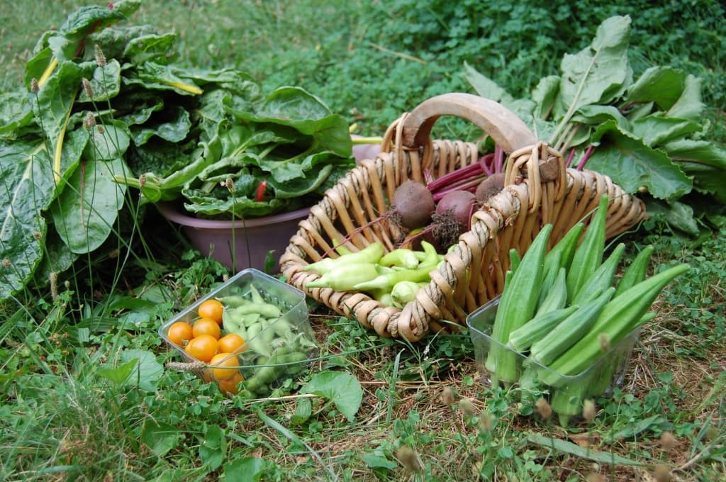 Подкармливание овощных культур – залог хорошего урожая