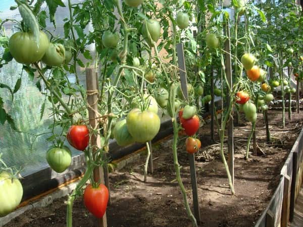 Выращивание урожая томатов