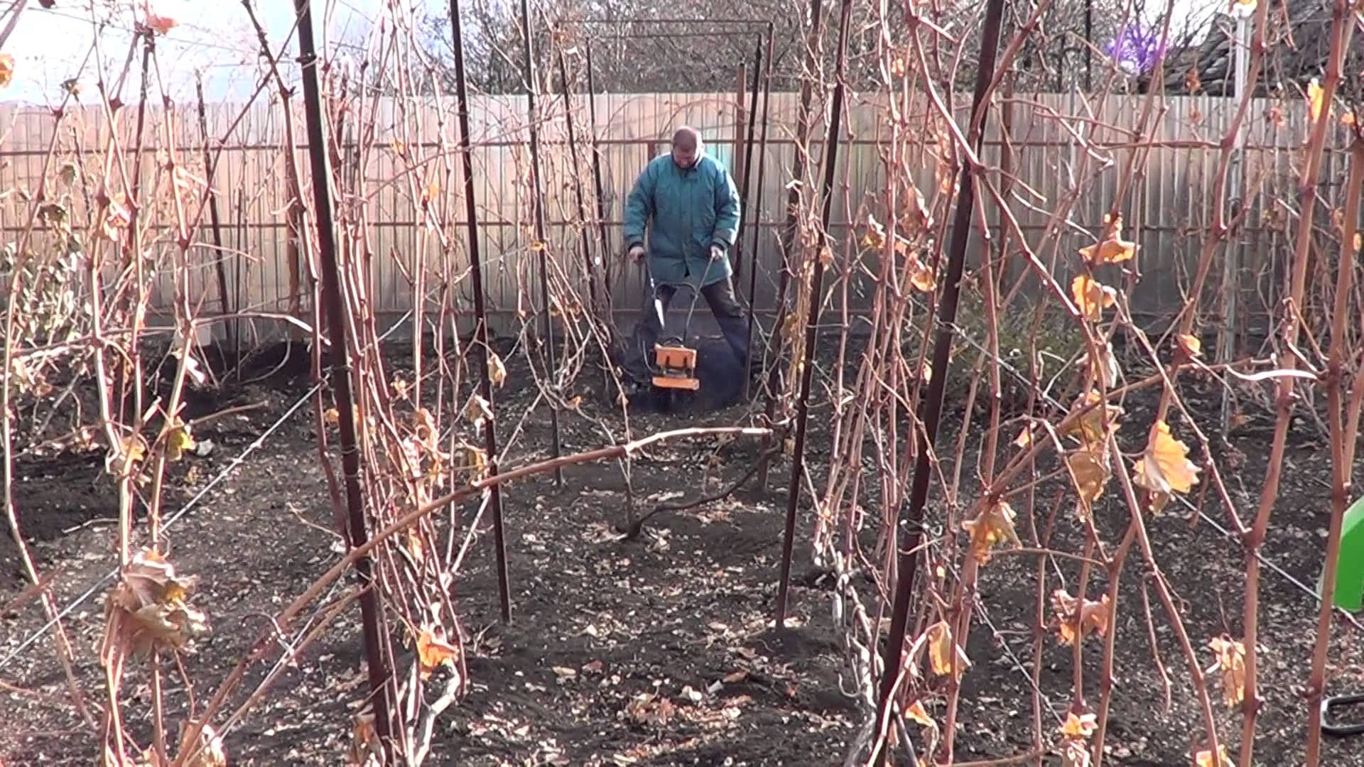 Уход за виноградом после зимы