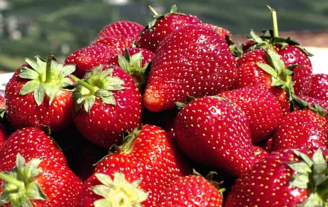 Если правильно подкармливать клубнику, можно собрать большой урожай ягод
