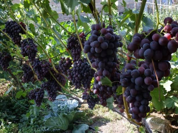 Как подкормить виноград осенью, закладываем будущий урожай