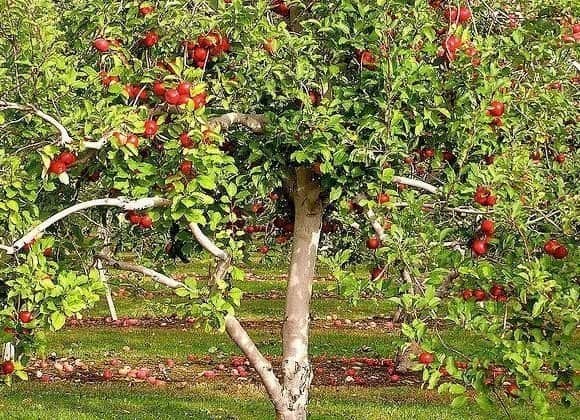 Защитите фруктовый сад с помощью сидератов