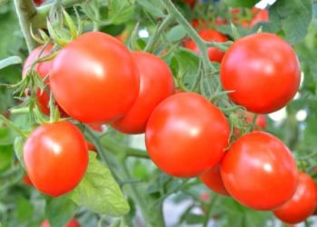Селитра для томатов – решение проблем