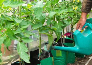 Разновидности и способы применения органических удобрений для томатов
