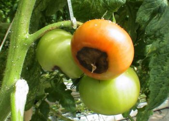 Внекорневая подкормка рассады помидоров: что собой представляет, зачем и какими составами проводится?