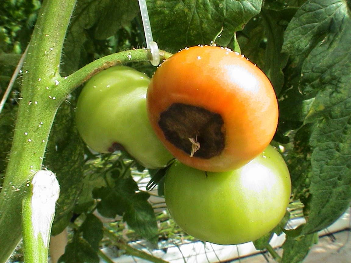 Плодоножка у помидора фото