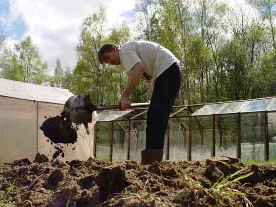 Удобрение для рассады помидоров и перца в домашних условиях