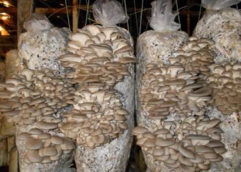 Теплицы для грибов вешенок: от теории к практике
