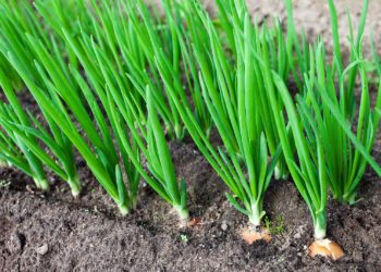 Подкормка зеленого лука: Вашему урожаю будут завидовать