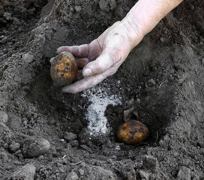 Какие удобрения применять для картофеля в лунку