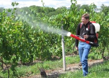 Подкормка винограда после цветения: для улучшения показателей урожайности