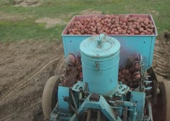 Удобрение ому картофельное: как использовать, преимущества, нормы внесения