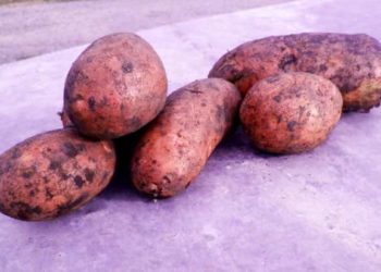Минеральные удобрения для картофеля: применение на практике